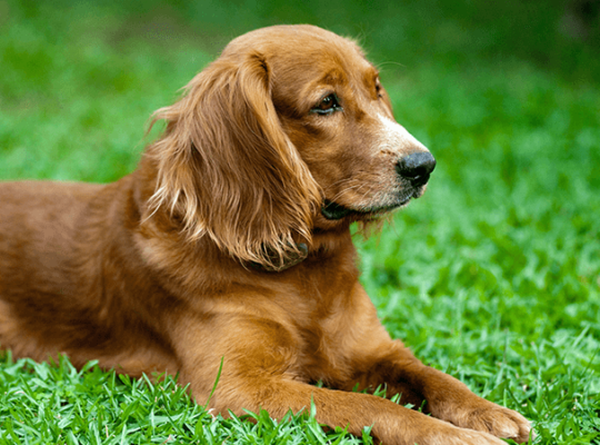 Golden Retriever puppy