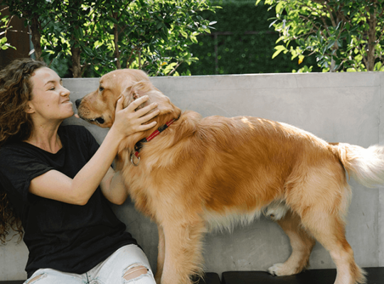 Golden Retriever puppy