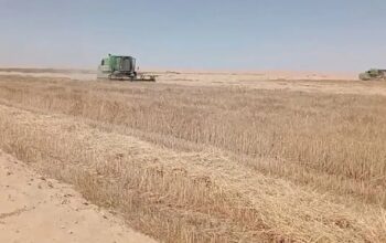 أرض زراعية للبيع في الوادي الجديد، جمهورية مصر