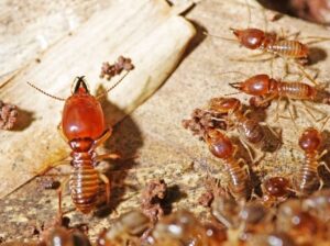 Premium Termite Control Services in Dubai