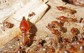 Premium Termite Control Services in Dubai