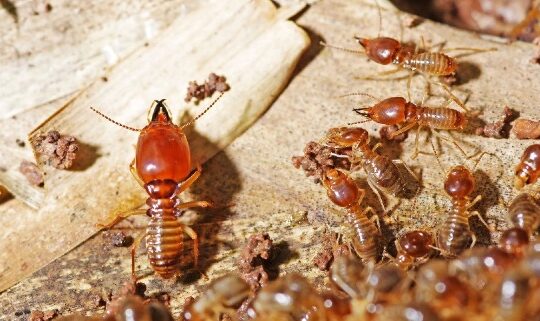 Premium Termite Control Services in Dubai